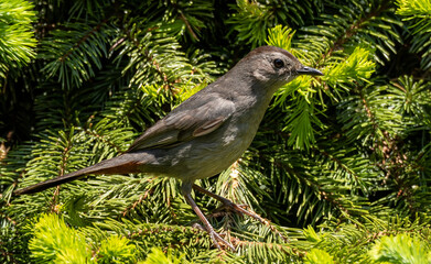 The gray catbird sitting on the natural environment