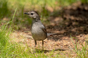 The gray catbird sitting on the natural environment