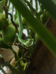 Green snake in the tree looking at you