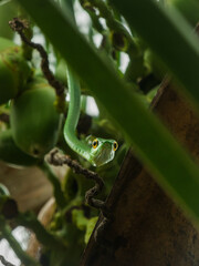 Yellow eyes snake on a tree