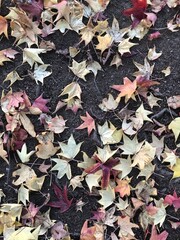 Cuando las hojas caen en Otoño