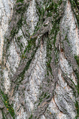 Tree Bark Texture Close Up