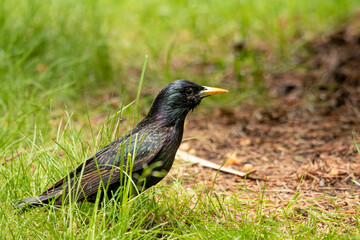 Adult European starling on the grass