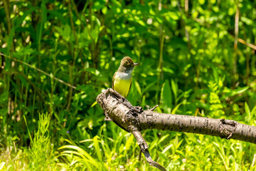 The great crested flycatcher  is a large insect-eating bird of the tyrant flycatcher