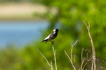 Bobolink (Dolichonyx oryzivorus). During breeding season, this species prefers open grasslands with a moderate litter layer and standing residual vegetation.