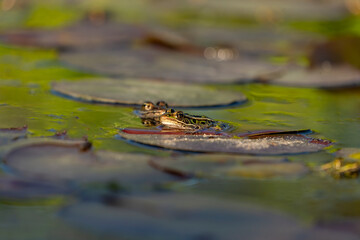 Fototapeta premium Northern Leopard Frog (Lithobates pipiens) are found in a variety of wetland habitats