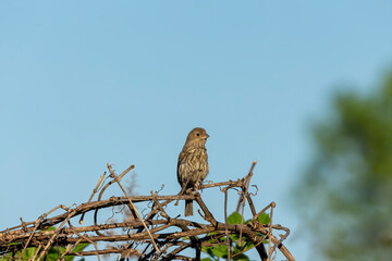 Bird. House Finch in the garden.