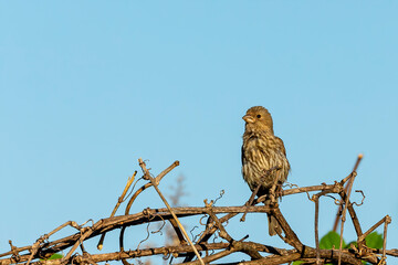 Bird. House Finch in the garden.