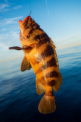 Rock fish caught while fishing in Pacific Ocean off California shore