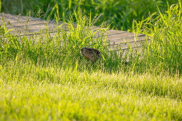 The groundhog (Marmota monax), also known as a woodchuck in conservation area in Wisconsin.