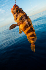 Rock fish caught while fishing in Pacific Ocean off California shore