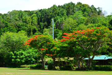 Manukan Island Field in Sabah, Malaysia
