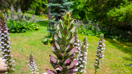 close up  acanthus garden in retiro park