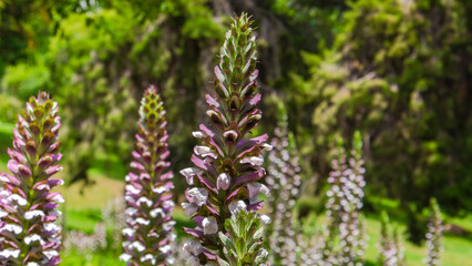 beautiful acanthus garden in retiro park