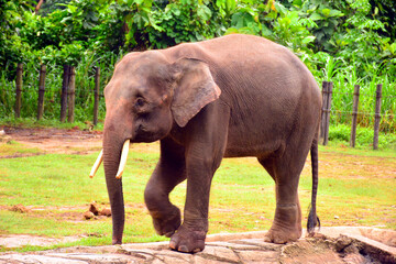 Fototapeta na wymiar Borneo elephant, also called the Borneo pygmy elephant