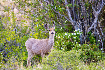 Deer at First Light