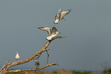 Bird. Bonaparte's gull on the shores of the lake Michigan.
