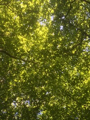Sunlight filtering through bright green leaves on a spring day in woodland in England, UK