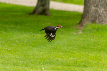 Bird. The pileated woodpecker (Dryocopus pileatus) is a woodpecker native to North America.