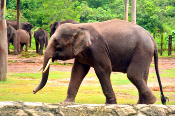Borneo elephant, also called the Borneo pygmy elephant
