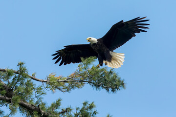 Female Bald Eagle in flight