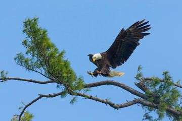 Female Bald Eagle in flight