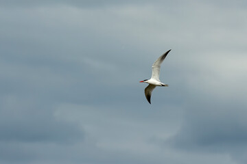 Fototapeta na wymiar Tern in flight after the hunt on lake Michigan.
