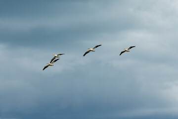 Flock of white American pelican in flight.  Natural scene from lake Michigan.