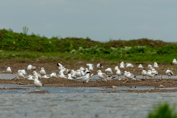 Tern in flight after  the hunt on lake Michigan.