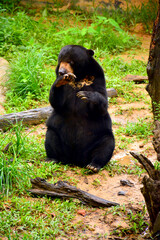 Malayan sun bear at Lok Kawi wildlife park
