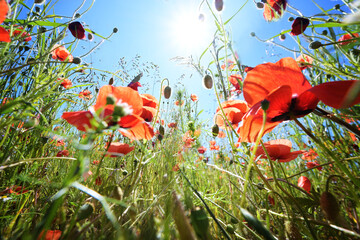 Corn poppy (Papaver rhoeas) with vibrant red flowers on a meadow under a sunny blue sky, copy...