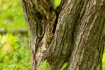 The eastern chipmunk. Is a chipmunk species found in eastern North America