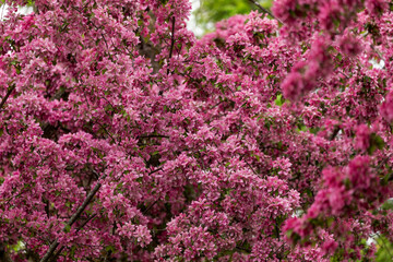 beautiful flowering tree in spring