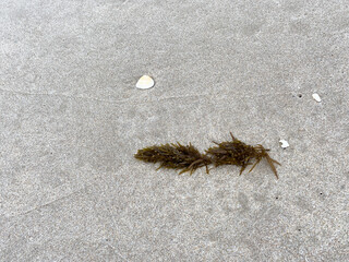 A background with seaweed and shells on a beach.
