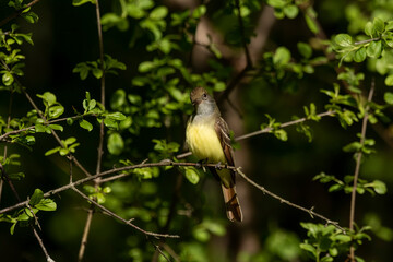 The great crested flycatcher  is a large insect-eating bird of the tyrant flycatcher