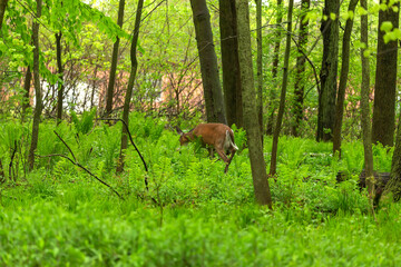 White-tailed deer. Young, one year old hind and buck in forest after rain.