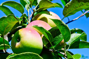 close up of fresh apples on the tree