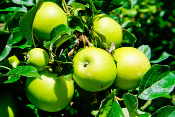 close up of fresh golden apples on the tree