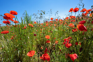 Red flowers of Corn poppy (Papaver rhoeas) and grass varieties on a field against a blue sky on a sunny summer day, copy space, selected focus - obrazy, fototapety, plakaty