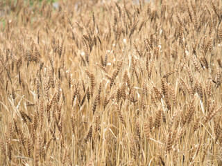 実った小麦畑