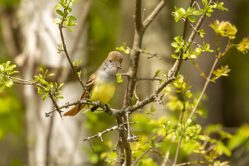 Fototapeta premium The great crested flycatcher is a large insect-eating bird of the tyrant flycatcher