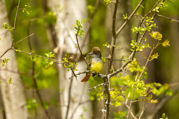 The great crested flycatcher  is a large insect-eating bird of the tyrant flycatcher