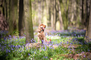 Cocker Spaniel dog standing on a log in the woods on a bright sunny day
