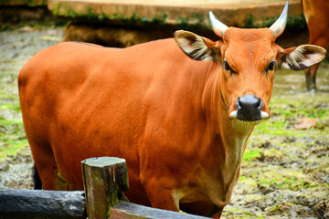 Banteng also known as Tembadau