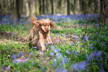 English Cocker Spaniel dog running in the woods surrounded by bluebell flowers