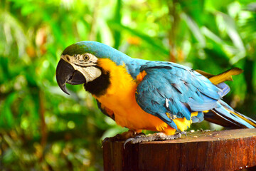 Ara macaws parrot at Lok Kawi wildlife park