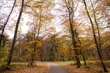 Autumn, deserted park road and yellow trees, Lindenthaler Tierpark, Cologne, Germany