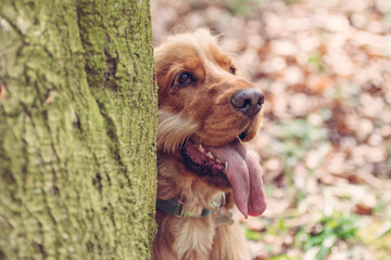 Cocker Spaniel dog next to a tree in the woods