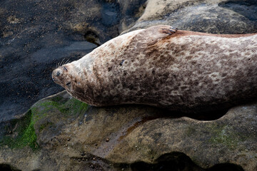 Brown Harbor Seal