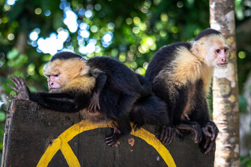 A Costa Rican monkey called the Capuchin poses for the camera.